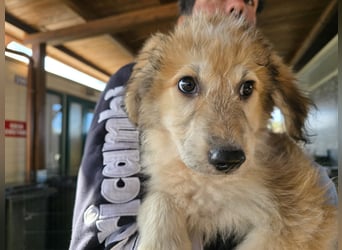 Tito: ein Wuschel zum Verlieben