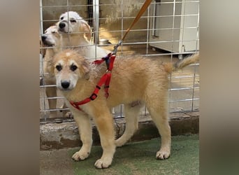 Tito: ein Wuschel zum Verlieben