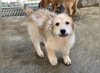 Tito: ein Wuschel zum Verlieben