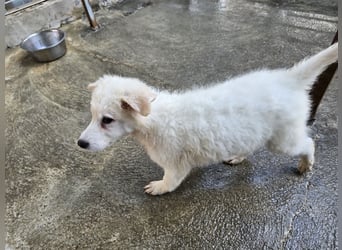 Taco: ein Wuschel zum Verlieben