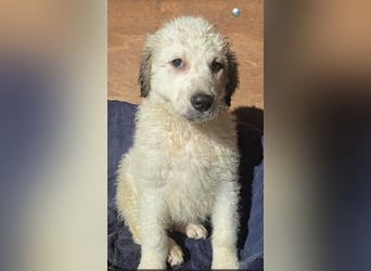 Baxter: wann darf ich über Wiesen laufen?