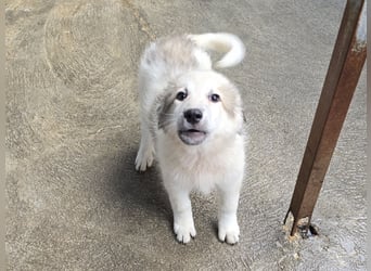 Tancredi: ein Wuschel zum Verlieben