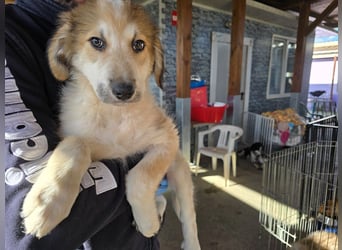 Tao: ein Wuschel zum Verlieben