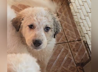 Baxter: wann darf ich über Wiesen laufen?