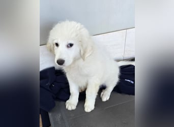 Silvestrino: sein Traum: eine eigene Familie