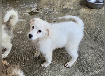 Taco: ein Wuschel zum Verlieben