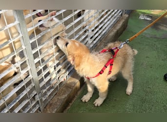 Tito: ein Wuschel zum Verlieben