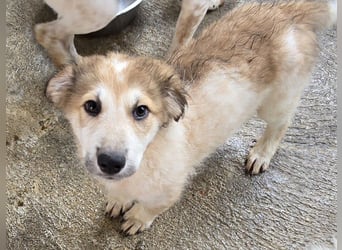 Tao: ein Wuschel zum Verlieben