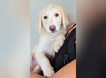 Tomassina: verschmuste Prinzessin