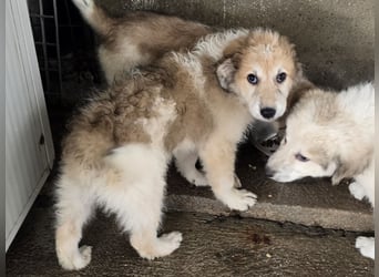 Tao: ein Wuschel zum Verlieben