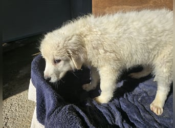 Betty: weiße Zaubermaus