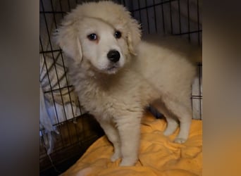 Betty: weiße Zaubermaus