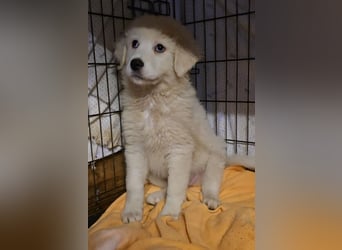 Betty: weiße Zaubermaus