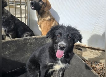 Pumba: Spaß und gute Laune garantiert