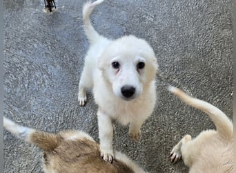 Taco: ein Wuschel zum Verlieben