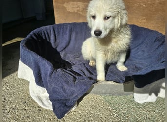 Betty: warum bin ich hier?