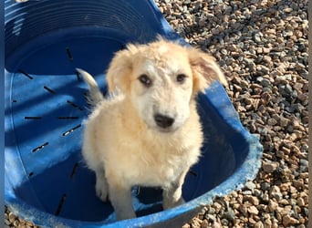 Tito: ein Wuschel zum Verlieben