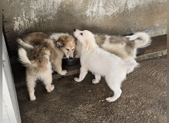 Taco: ein Wuschel zum Verlieben