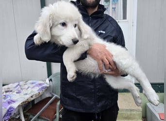 Silvestrino: mit Schwung ins neue Jahr