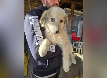 Tancredi: ein Wuschel zum Verlieben