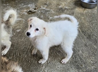 Taco: ein Wuschel zum Verlieben