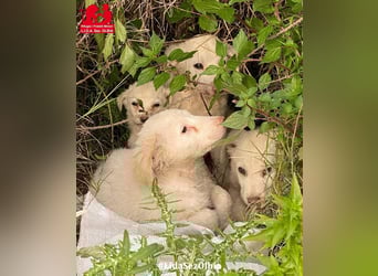 Biba: so klein und so allein