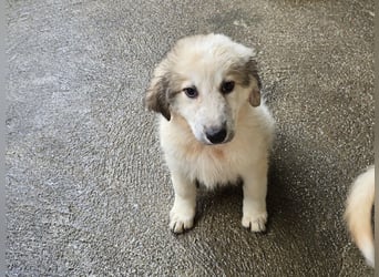 Tancredi: ein Wuschel zum Verlieben