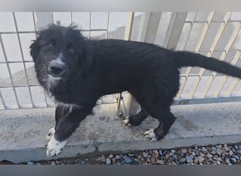 Pumba: Spaß und gute Laune garantiert