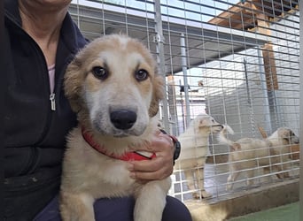 Tao: ein Wuschel zum Verlieben