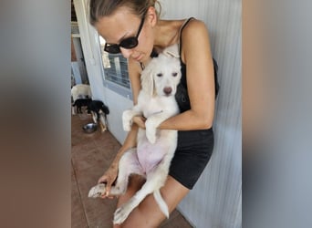 Tomassina: verschmuste Prinzessin