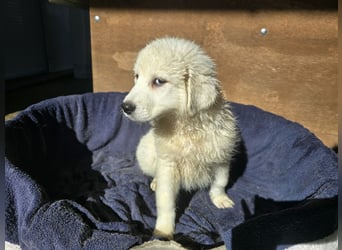 Betty: warum bin ich hier?