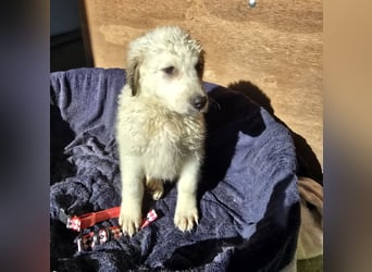 Baxter: wann darf ich über Wiesen laufen?