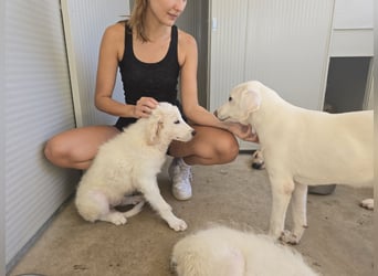 Bo: Charmeur ohne Gleichen