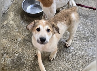 Tito: ein Wuschel zum Verlieben