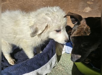 Betty: warum bin ich hier?