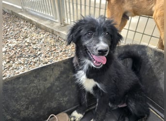 Pumba: Spaß und gute Laune garantiert