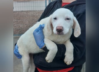 Bibo: so klein und so allein