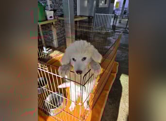 Silvestrino: mit Schwung ins neue Jahr