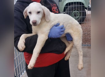 Biba: so klein und so allein