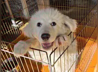 Silvestrino: sein Traum: eine eigene Familie