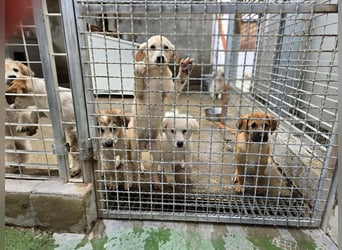 Tito: ein Wuschel zum Verlieben