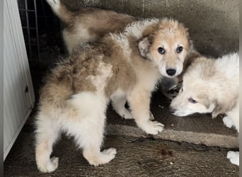 Tao: ein Wuschel zum Verlieben