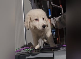 Betty: weiße Zaubermaus