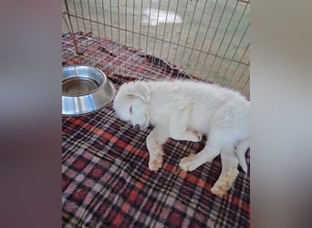 Silvestrino: sein Traum: eine eigene Familie