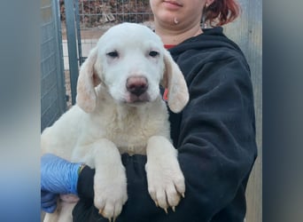 Bibo: so klein und so allein