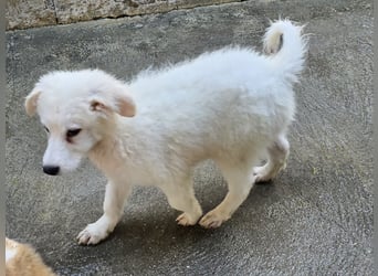 Taco: ein Wuschel zum Verlieben