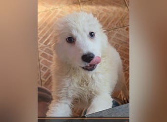 Betty: weiße Zaubermaus