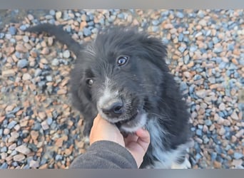 Pumba: Spaß und gute Laune garantiert