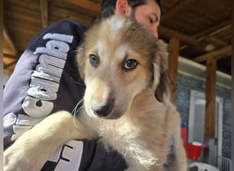 Tao: ein Wuschel zum Verlieben