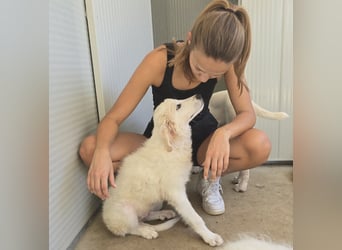 Bo: Charmeur ohne Gleichen